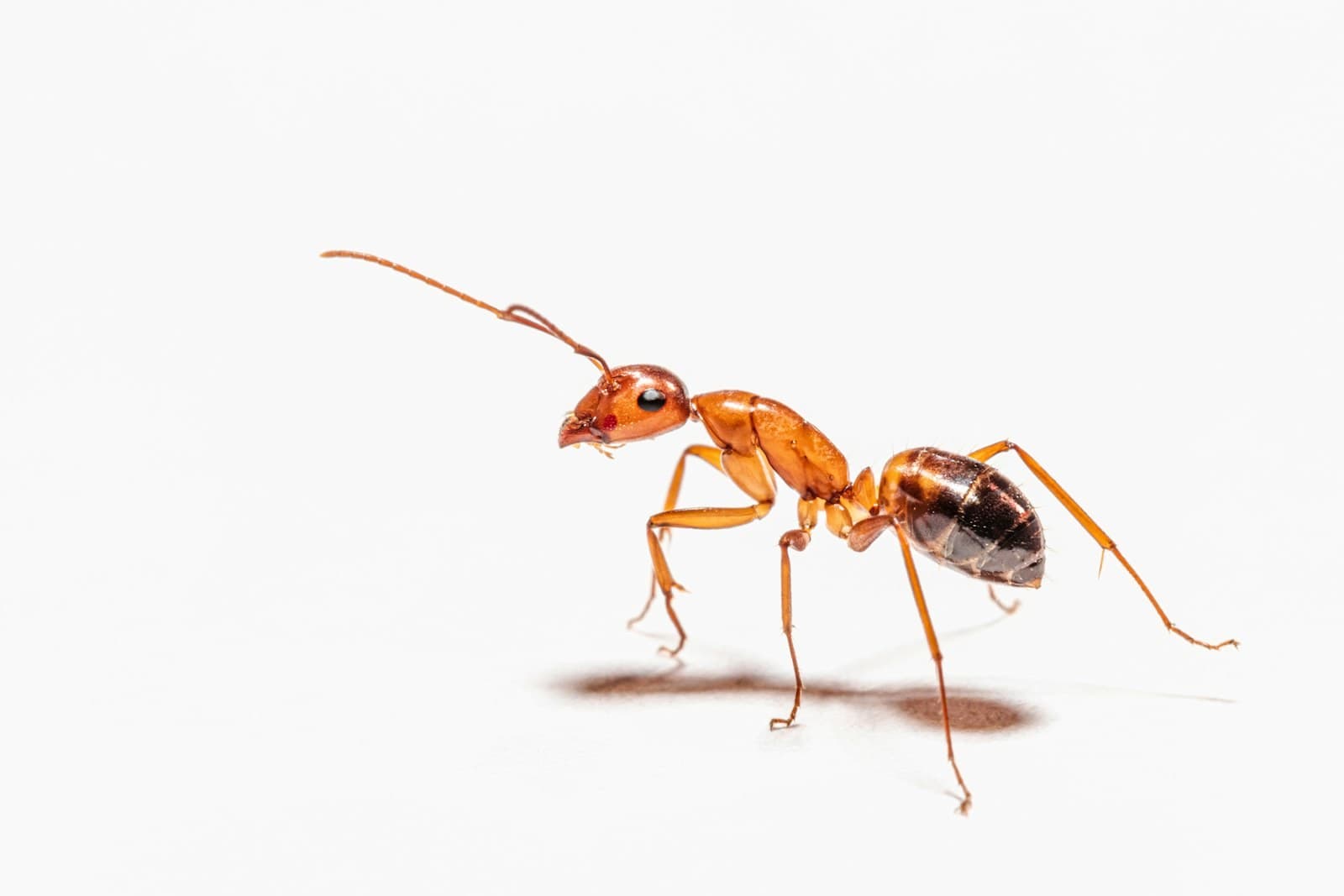 Close-up side-profile photograph of an ant on a plain background